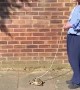 Taking Your Pet Tortoise For a Walk is Important