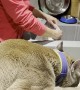 Pet Puma Loves Cleaning off Dishes