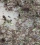 Thousands of Spiders Try to Escape Flooded Farm