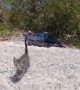 Gracie the Kitten Enjoying Day on the Beach