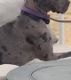 Great Dane Chooses Treats Over Cat Sitting