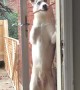 Dog Lets Himself In
