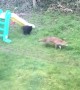 Fox and Feline Play in Garden