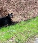 Black Bear Tries to Drag Wild Boar Into Woods
