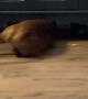 Determined Dachshund Tries to Get Ball From Under Furniture