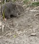 Baby Wombat Scratches an Itch on Ironically Named Flower