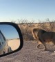 Lion Walks With Car Like a Boss