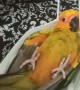 Sun Conure in a Facemask