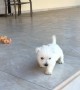 Tiny Puppy Conquers Steps For The Very First Time