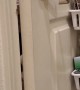 Smart Kitty Discovers How Door Handles Work