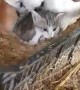 Mother Hen Shelters Three Kittens