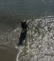 Puppy's First Time Playing in the Ocean