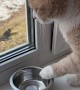 Hungry Cat Makes Sure It's Heard