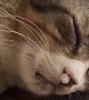 Sleeping Cat Blows Bubbles