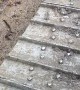 Mouse Uses Bulldozer Tracks as Exercise Machine