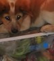 Happy Puppy Likes the Coolness of the Fridge