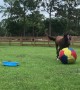 Horse Has a Blast Playing With Giant Ball