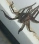 Big Spider Spotted on the Way to Toilet