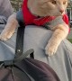 Kitten Gets Comfortable While Being Carried on a Walk