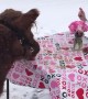 Cow Enjoys Romantic Valentines Dinner