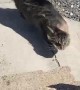 Cat Encounters 26 MPH Winds