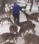 Feeding Wild Deer During Rare Texas Snowstorm