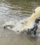 Feeding Time Brings Out the Fight in Crocodiles