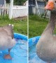 Goose Does Happy Dance Whenever Best Friend Arrives