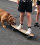 Kids Commandeer Dog's Skateboard