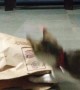 Cats Play Hide-and-Seek with a Paper Bag
