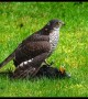 Sparrowhawk Finishing a Blackbird in Slow Motion