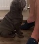 Adorable Shar Pei is confused by standoffish owner