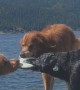 Three Way Tug of War with Dogs