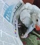 Baby parrot loves how good  the newspaper tastes 