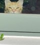 Sneaky Kitty Hides Behind the Windowsill