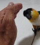 Cute Bird Wants A Cuddle