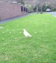 Extremely Rare White Magpie Spotted Having a Snack