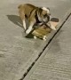 Bulldog is a Skateboarding Champion