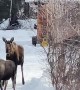 Happy Cat Wants to Meet Moose
