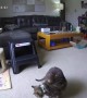 Pet Camera Accidentally Throws Treat onto Cats Back