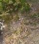 Kitten Tags Along for a Walk With Doggy