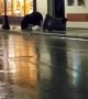 Bear Casually Wanders Around Alaskan Street