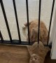Sneaky Kitty Can't Quite Squeeze under Gate