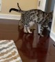 Adult Bengal Cat Teaching Kitten How to Open Doors