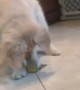 Puppy Can't Resist Playing With Lemon