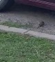 Birds Battle in Driveway