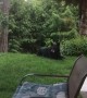 Black Bear Makes Itself at Home in Backyard