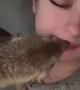 Curious Meerkat Investigates Inside Nostril