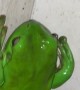 Group of Green Tree Frogs Gather Together