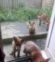 Family of Foxes Waiting for Dinner